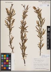 Foto von Salix exigua subsp. interior (Rowlee) Cronquist